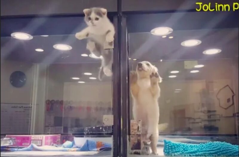 Un chaton solitaire s'échappe pour jouer avec le chiot d'à côté !