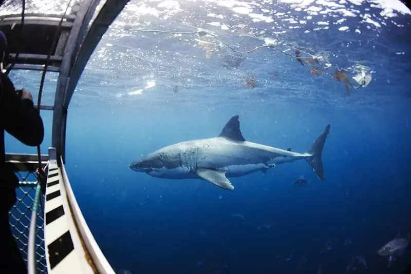 Regardez ce qui se passe lorsqu'un requin se glisse à l'intérieur de leur cage