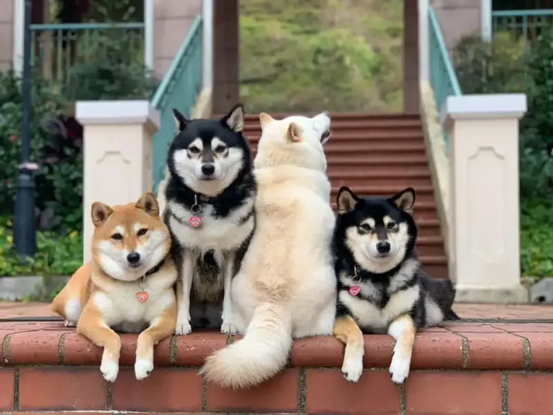 12 fois que ce chien a gâché ses photos de famille, mais a gagné nos cœurs 🤣
