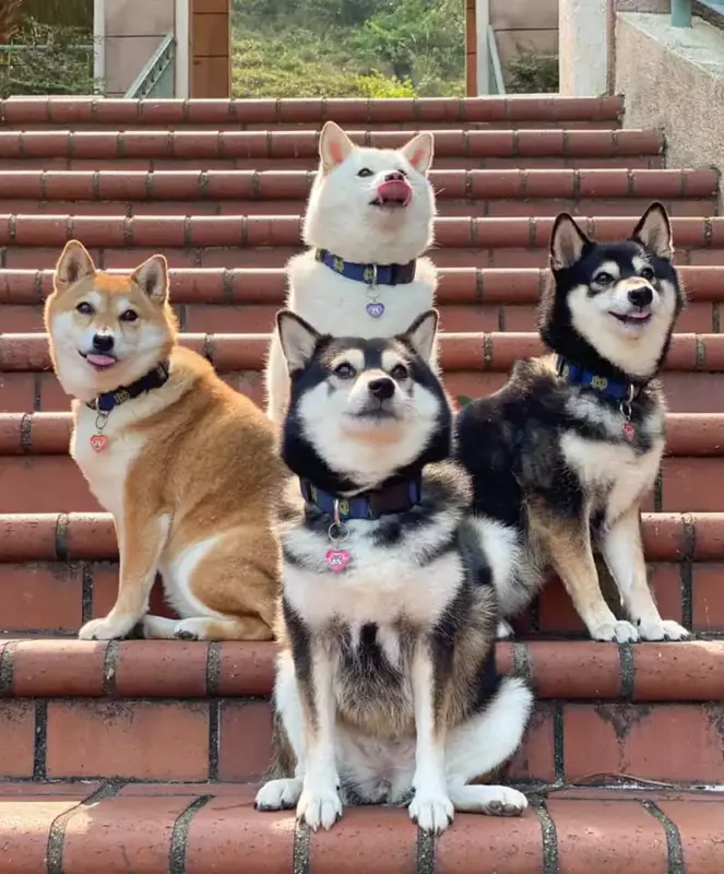 12 fois que ce chien a gâché ses photos de famille, mais a gagné nos cœurs 🤣