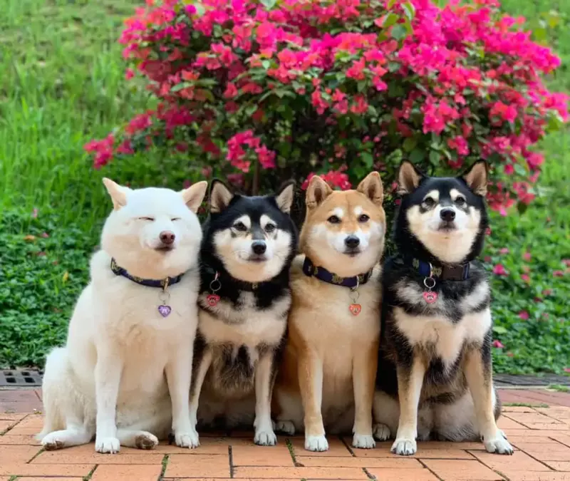 12 fois que ce chien a gâché ses photos de famille, mais a gagné nos cœurs 🤣