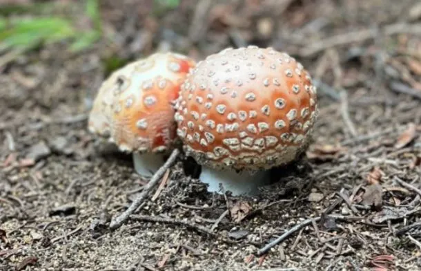 Un bambin ravi explore des champignons colorés lors d'une randonnée avec sa mère