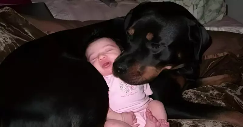 Un rottweiler a gardé un nourrisson délaissé toute la nuit pour le défendre comme s'il s'agissait de son propre petit