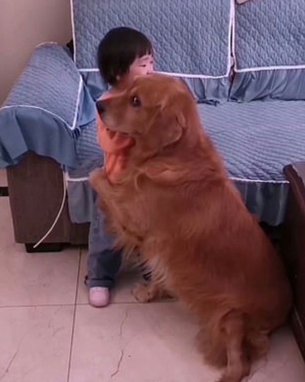 Un chien fidèle protège une fillette en sanglots du comportement agressif de sa maman