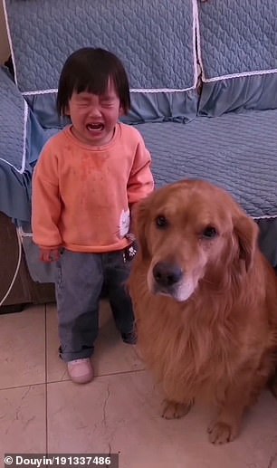 Un chien fidèle protège une fillette en sanglots du comportement agressif de sa maman