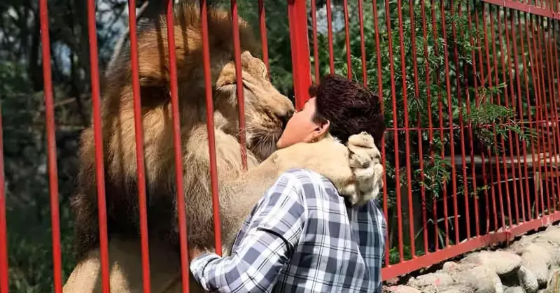 Après vingt ans, ce lion en phase finale fait ses adieux à son gardien