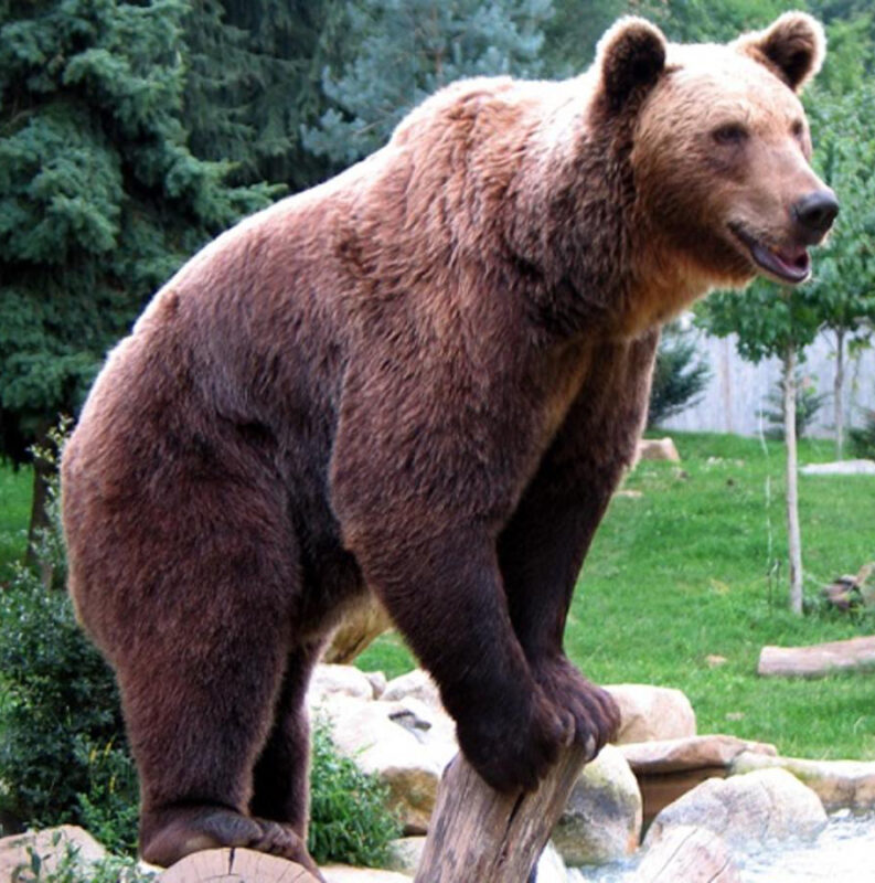Une femme se défend avec son PC portable après avoir été attaquée par un ours dans son propre jardin