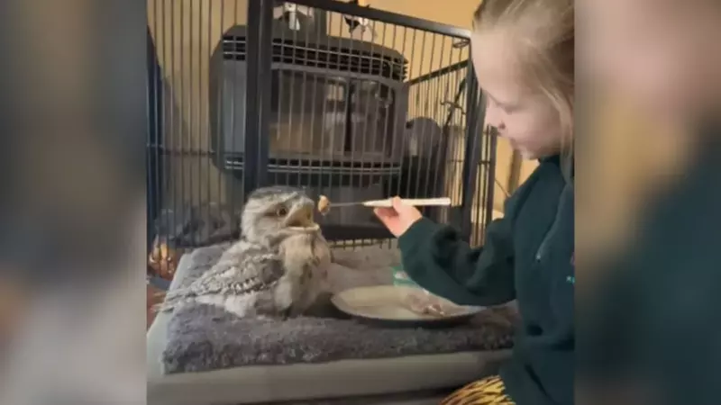 Un papa apprend à sa petite fille à nourrir une bouche de grenouille orpheline, mais il est confronté à une distraction inattendue