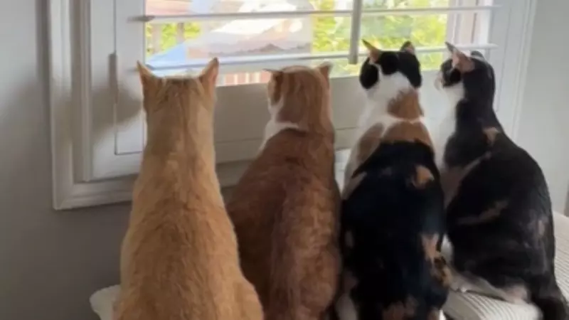Des chats ravis découvrent pour la première fois une mangeoire à oiseaux placée à la fenêtre