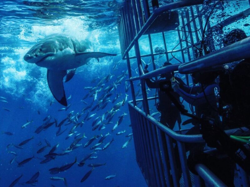 Regardez ce qui se passe lorsqu'un requin se glisse à l'intérieur de leur cage