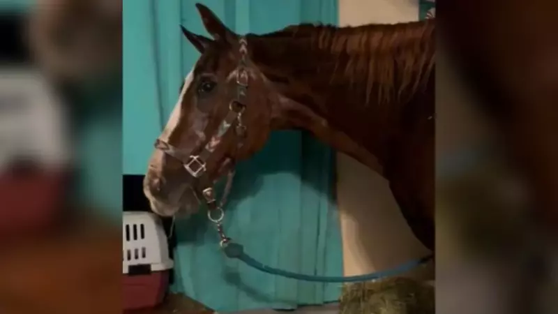 Une femme devient virale après avoir amené son cheval à l'intérieur de la maison pour l'ouragan Milton