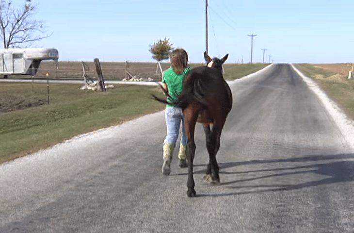 Une adolescente trouve un cheval famélique et parcourt 9 miles pour rentrer chez elle avec le cheval