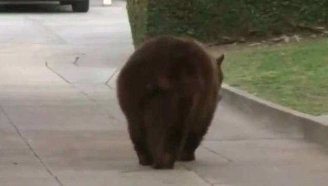 Une femme se défend avec son PC portable après avoir été attaquée par un ours dans son propre jardin