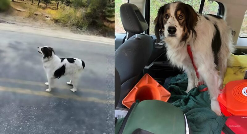 Un chien s'assoit au milieu de la route, jusqu'à ce qu'un policier le suive pour sauver son maître