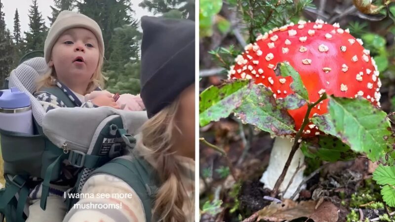 Un bambin ravi explore des champignons colorés lors d'une randonnée avec sa mère