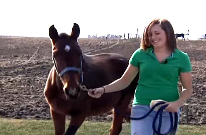 Une adolescente trouve un cheval famélique et parcourt 9 miles pour rentrer chez elle avec le cheval
