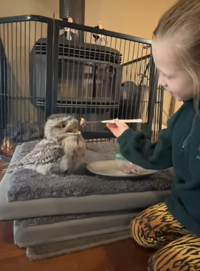 Un papa apprend à sa petite fille à nourrir une bouche de grenouille orpheline, mais il est confronté à une distraction inattendue
