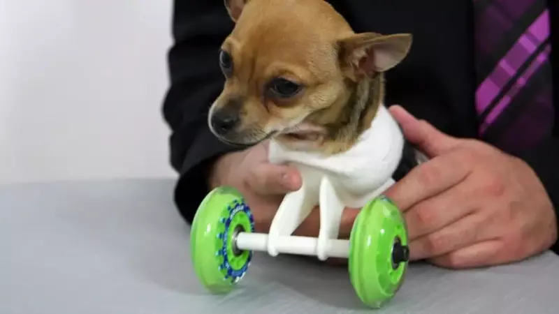 Un chiot né sans pattes, court pour la première fois sur son nouveau scooter !