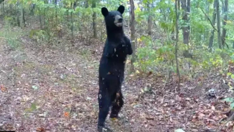Histoire de survie : Une caméra de surveillance repère un ours à deux pattes marchant debout dans les Appalaches