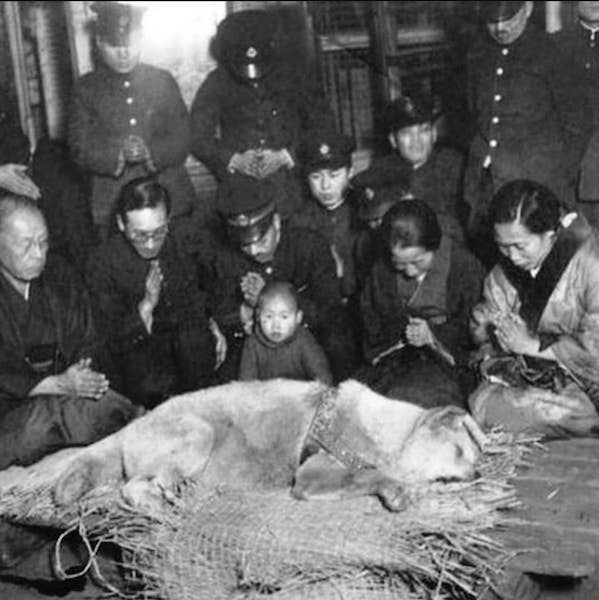 Hachiko, la formidable histoire du chien chéri qui a gagné le cœur de Richard Gere