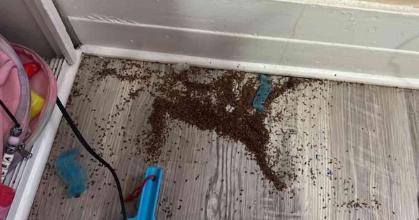 Une maman inquiète révèle la présence d'étranges « morceaux bruns » dans la pièce de sa fillette