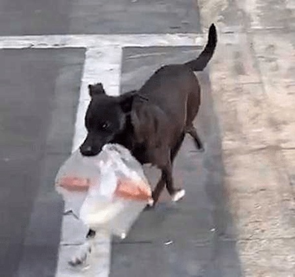 L'incroyable histoire du chien qui achetait le petit-déjeuner de son propriétaire tous les matins depuis dix ans