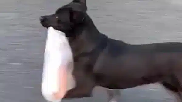 L'incroyable histoire du chien qui achetait le petit-déjeuner de son propriétaire tous les matins depuis dix ans