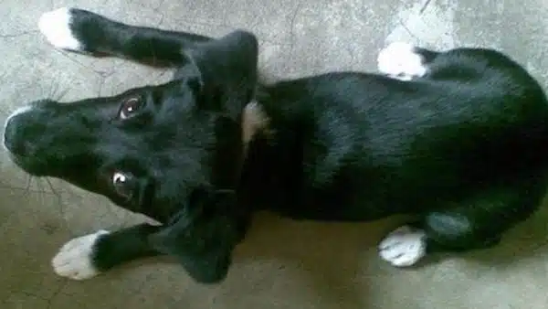 L'incroyable histoire du chien qui achetait le petit-déjeuner de son propriétaire tous les matins depuis dix ans