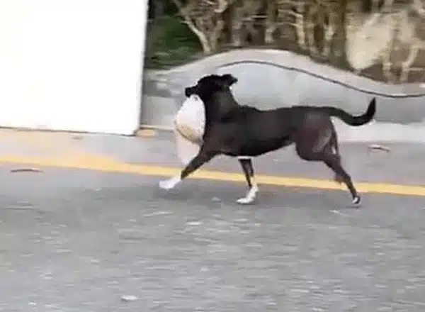 L'incroyable histoire du chien qui achetait le petit-déjeuner de son propriétaire tous les matins depuis dix ans