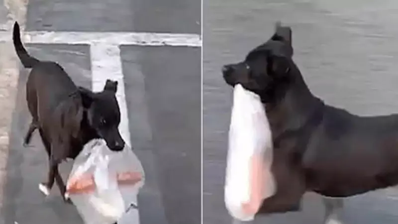 L'incroyable histoire du chien qui achetait le petit-déjeuner de son propriétaire tous les matins depuis dix ans