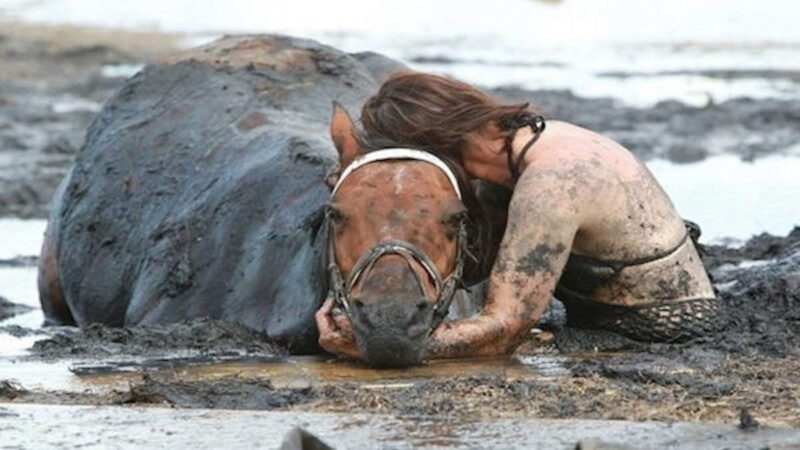 Durant 3 heures, une femme désespérée maintient son cheval pour l'empêcher de se noyer dans la boue, et ils réussissent à le sauver