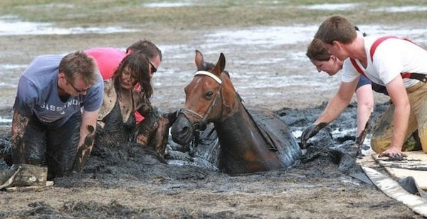 Durant 3 heures, une femme désespérée maintient son cheval pour l'empêcher de se noyer dans la boue, et ils réussissent à le sauver