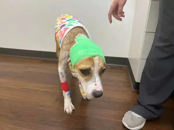 Un chien brûlé reçoit des cadeaux et de l'amour du monde entier