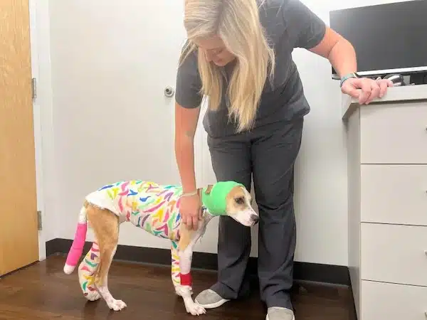Un chien brûlé reçoit des cadeaux et de l'amour du monde entier