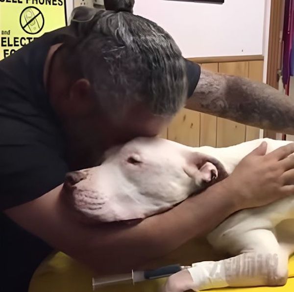 Un dernier adieu touchant : un homme en pleurs étreint son chien âgé de 14 ans juste avant son départ