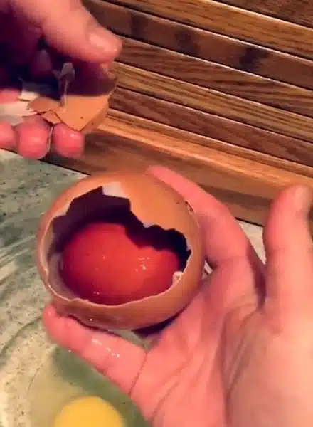 Un fermier a découvert un énorme œuf sous une poule : ce qui en est sorti a surpris tout le monde