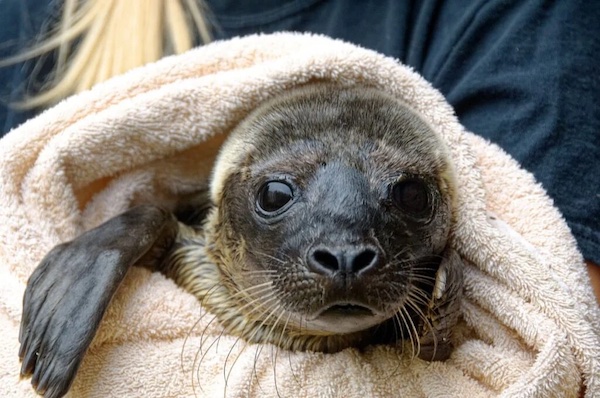 Un homme essaie de sauver un chiot pris au piège et se rend compte qu'il s'agit en fait d'un autre animal