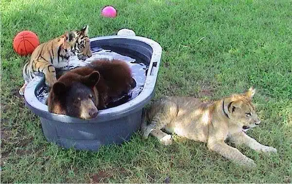 Un lion, un tigre et un ours secourus lorsqu'ils étaient bébés sont devenus des amis inséparables à jamais