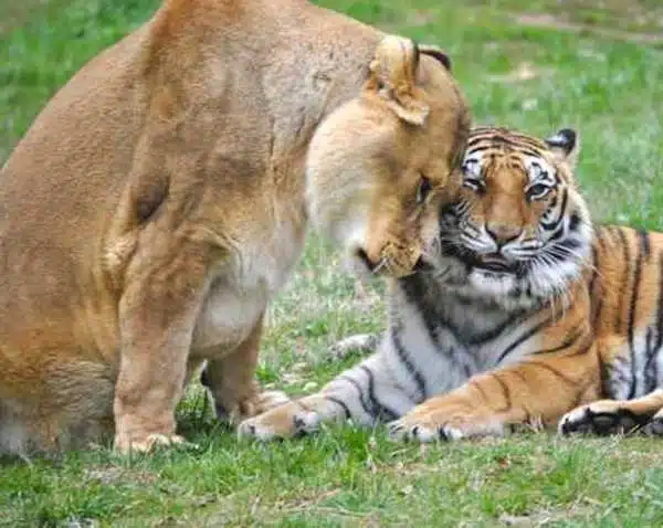 Un lion, un tigre et un ours secourus lorsqu'ils étaient bébés sont devenus des amis inséparables à jamais