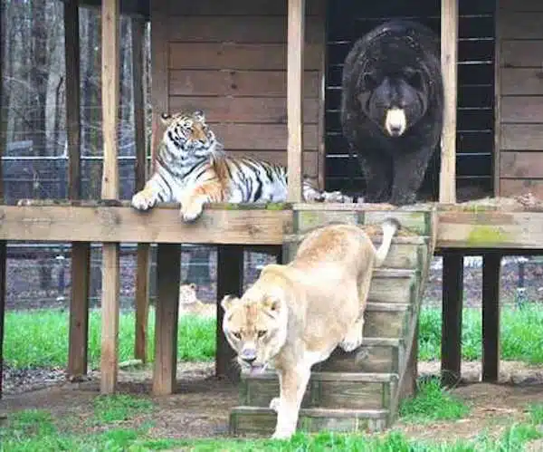 Un lion, un tigre et un ours secourus lorsqu'ils étaient bébés sont devenus des amis inséparables à jamais
