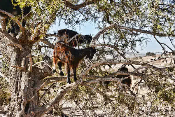 Un spectacle stupéfiant : des chèvres grimpant aux arbres au Maroc