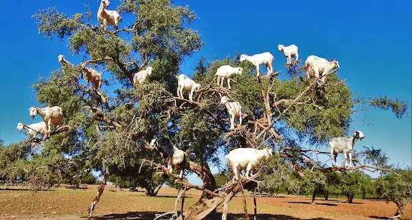 Un spectacle stupéfiant : des chèvres grimpant aux arbres au Maroc