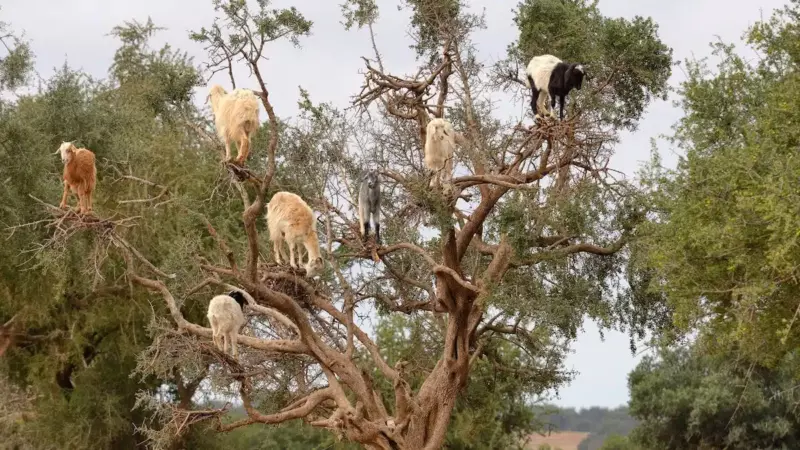 Un spectacle stupéfiant : des chèvres grimpant aux arbres au Maroc