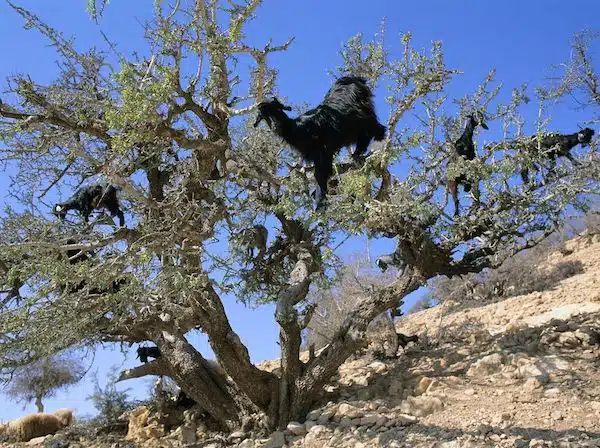 Un spectacle stupéfiant : des chèvres grimpant aux arbres au Maroc