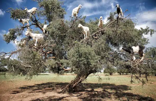 Un spectacle stupéfiant : des chèvres grimpant aux arbres au Maroc