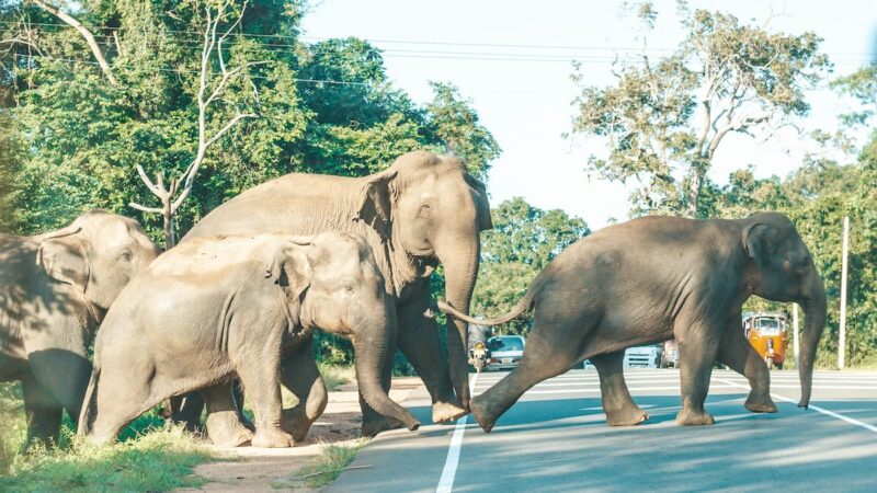 Un troupeau d'éléphants stoppe la circulation routière pour un motif touchant