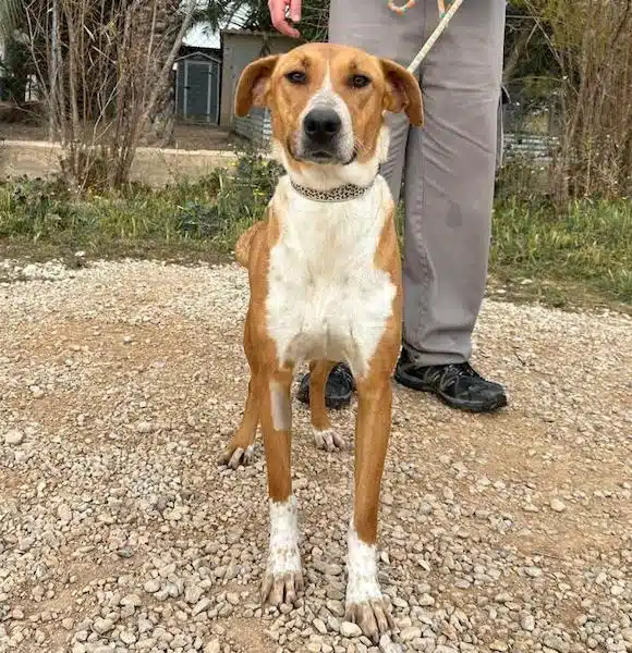Un chien brûlé reçoit des cadeaux et de l'amour du monde entier