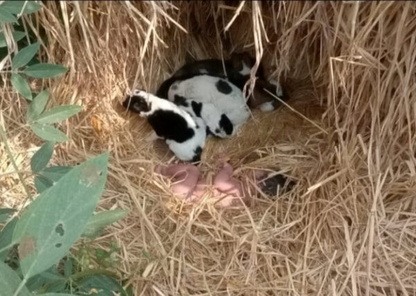 Une chienne errante et ses chiots réchauffent et protègent un nouveau-né délaissé : C'est un vrai miracle
