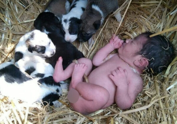 Une chienne errante et ses chiots réchauffent et protègent un nouveau-né délaissé : C'est un vrai miracle