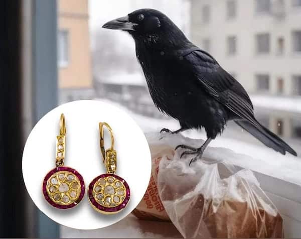 Un homme donne quotidiennement à manger à un oiseau : une année plus tard, le corbeau revient avec une incroyable surprise
